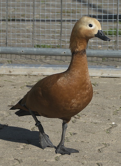 重要赛季